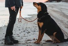 Çeşme Köpek Eğitimi izmir çeşme köpek eğitimi