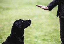 Urla Köpek Eğitimi urla köpek eğitimi izmir