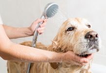 Köpeğin Vücut Bakımı ve Temizliği Nasıl Yapılır? köpek temizliği nasıl yapılır