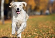 Köpekler Hakkında İlginç Bilgiler köpek özellikleri