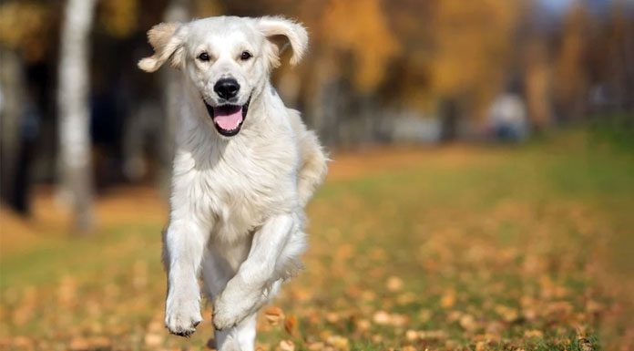 Köpekler Hakkında İlginç Bilgiler köpek özellikleri