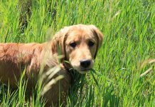 Köpekler Hakkında Bilmeniz Gerekenler köpekler hakkında bilinmesi gerekenler