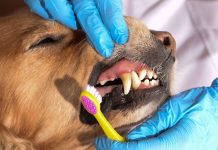 Evde Köpek Bakımı Nasıl Yapılır? evde köpek bakımı nasıl yapılır