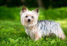 En Çok Sahiplenilen Köpek Türleri Hangileridir? en çok sahiplenilen köpek türleri