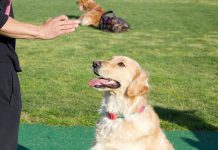 Golden Retriever Köpek Eğitimi Ve Özellikleri golden retriever köpek eğitimi