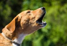 Köpeğim Çok Havlıyor, Nasıl Sustururum? köpeğim çok havlıyor nasıl sustururum