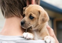 Köpek Sahiplenmeden Önce Mutlaka Bilinmesi Gerekenler köpek sahiplenmeden önce bilinmesi gerekenler