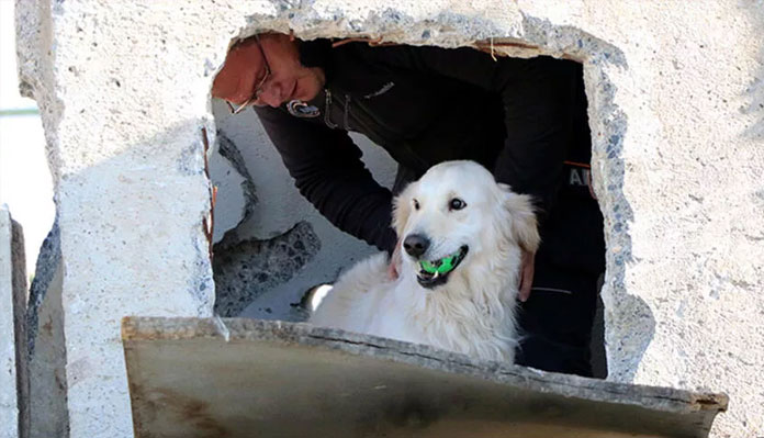 Deprem arama kurtarma köpekleri - Poyraz