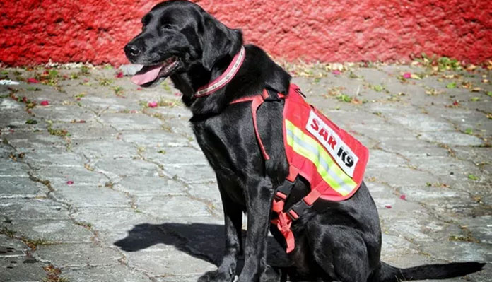 Deprem arama kurtarma köpekleri
